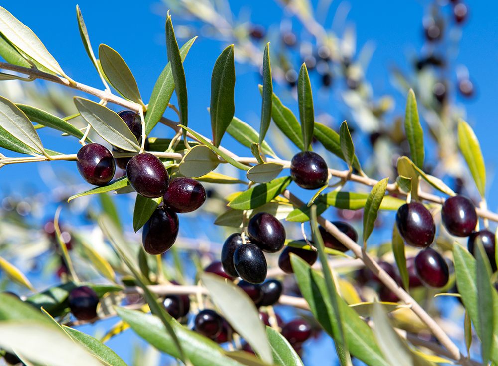 Tunisia, Africa. Close view of ripe olives on a tree.